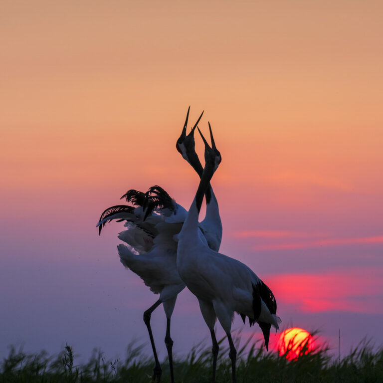 World of Wildlife - Cranes scream